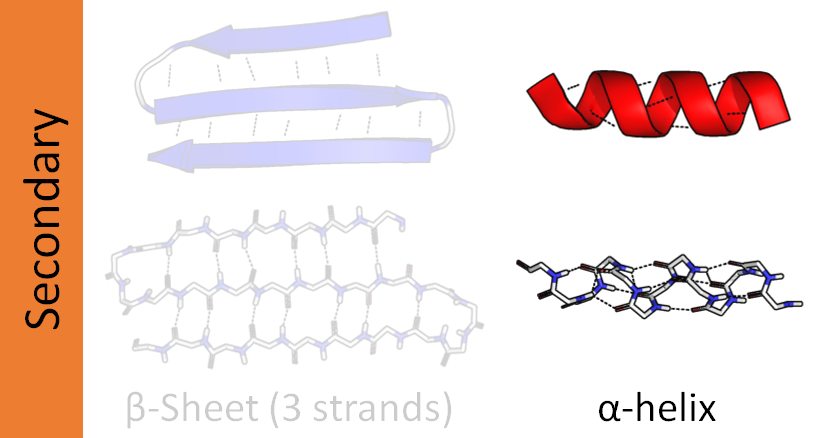 Alpha Helix and Beta Sheet Structures, Alpha helix - Wikipedia