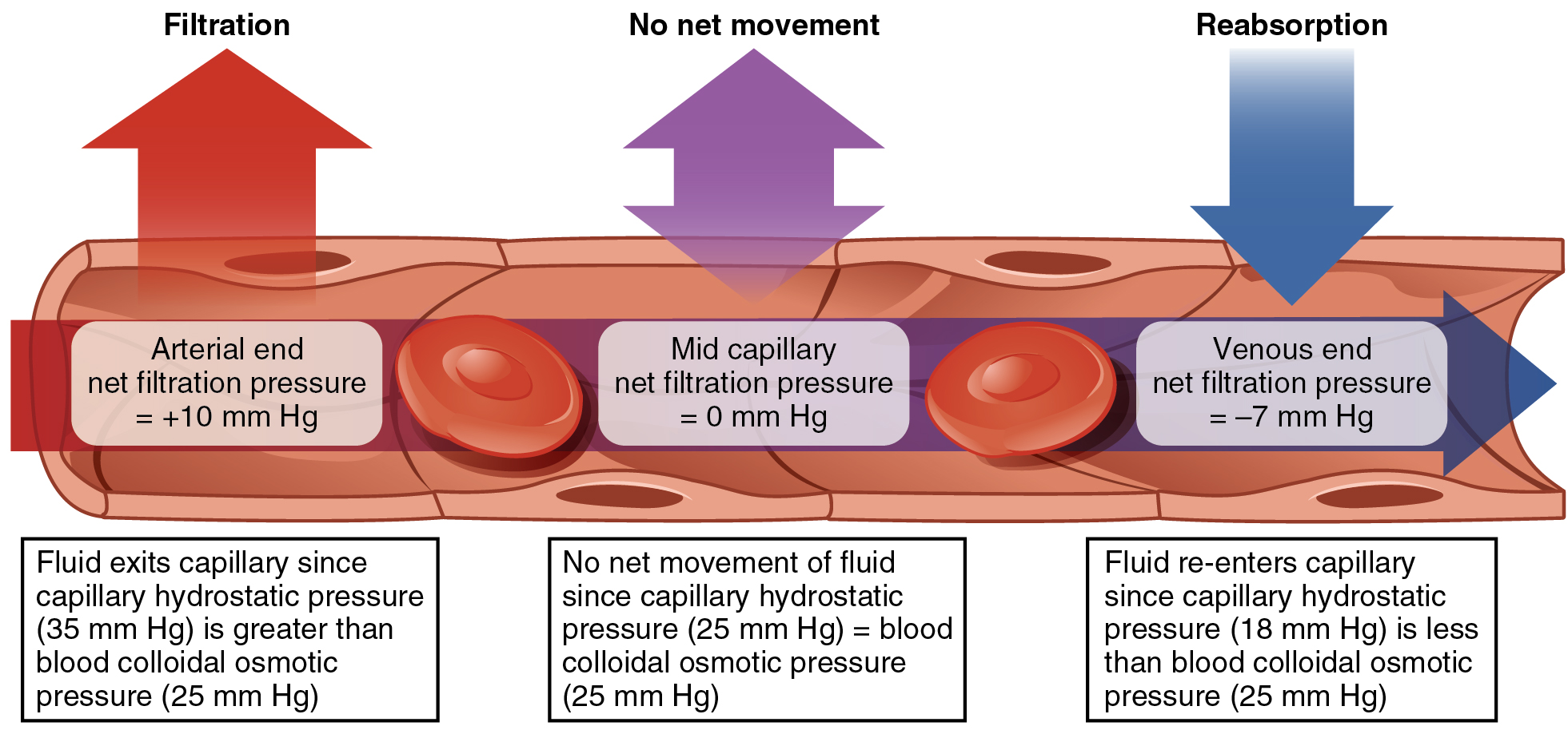 Alveolar-capillary barrier dysfunction, Capillary Exchange · Anatomy and Physiology