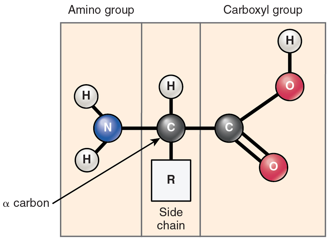 Amino acid composition, Organic Compounds Essential to Human Functioning · Anatomy and Physiology