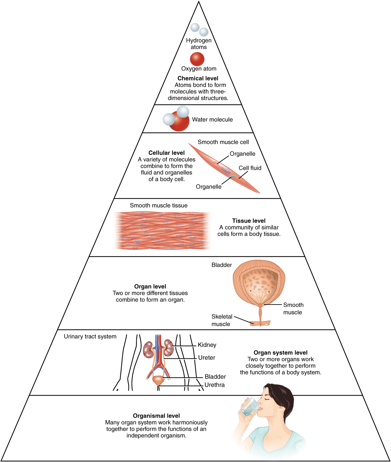 Defining Anatomy and Physiology, Structural Organization of the Human Body | Anatomy and Physiology I