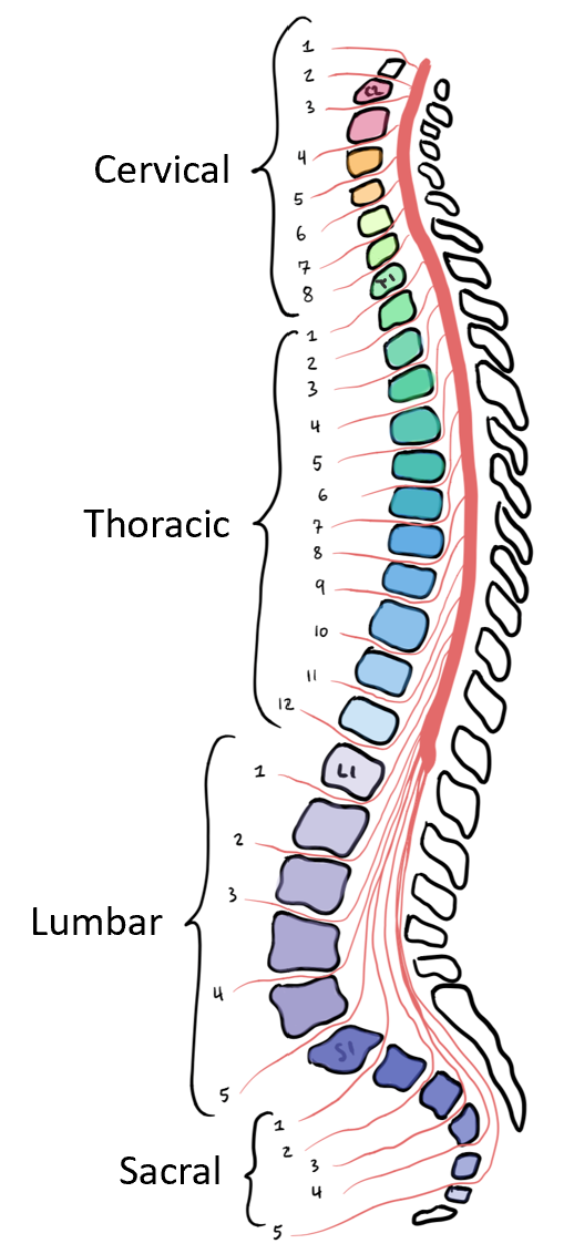 Anatomy of spinal cord and PNS, Module 3: Spinal Cord and Reflexes – Anatomy 337 eReader