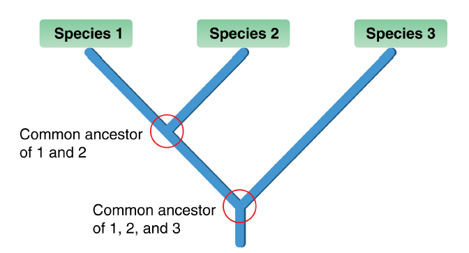 Ancestral traits, Phylogenetic Classification ‹ OpenCurriculum