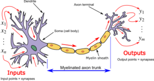 Basic Building Block: Artificial Neuron, Artificial neural network/Neuron - Wikiversity
