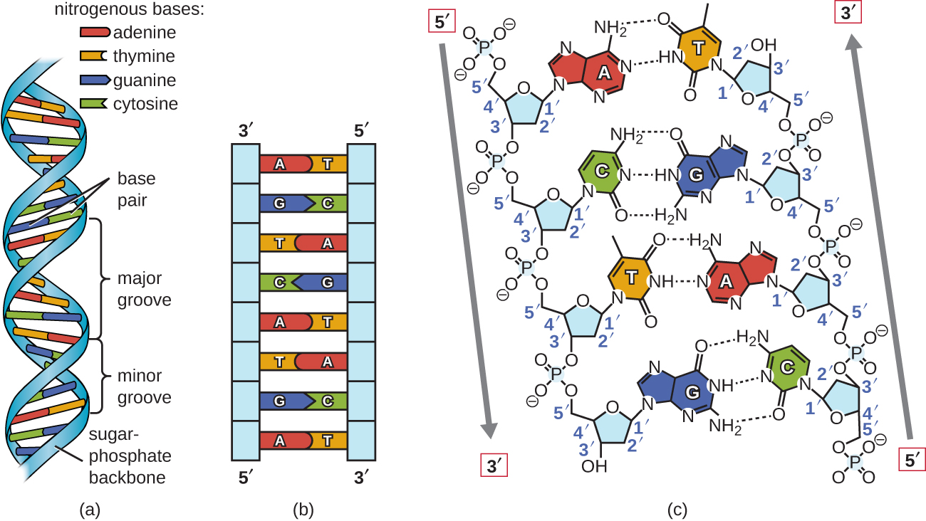 Base-pairing rule in DNA, Structure and Function of DNA · Microbiology
