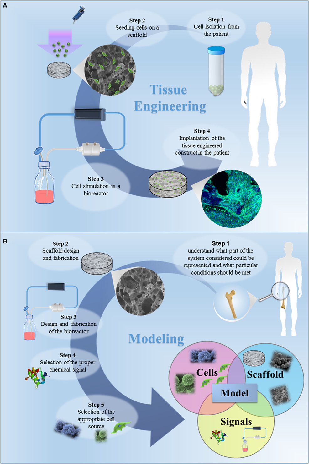 Biocompatibility of colloidal systems, Frontiers | Tissue Engineering Approaches in the Design of Healthy and Pathological In Vitro ...