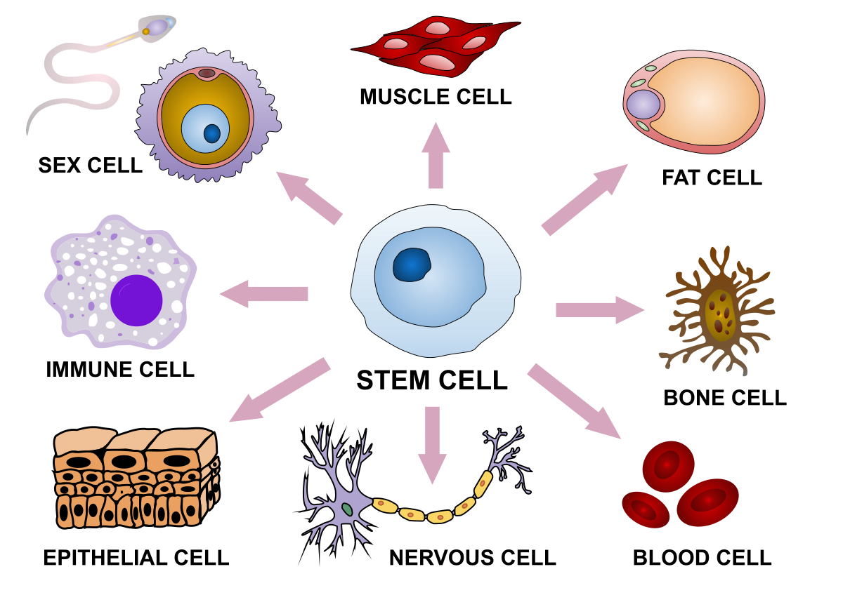 Definition and Basic Structure, Cellular differentiation - Wikipedia