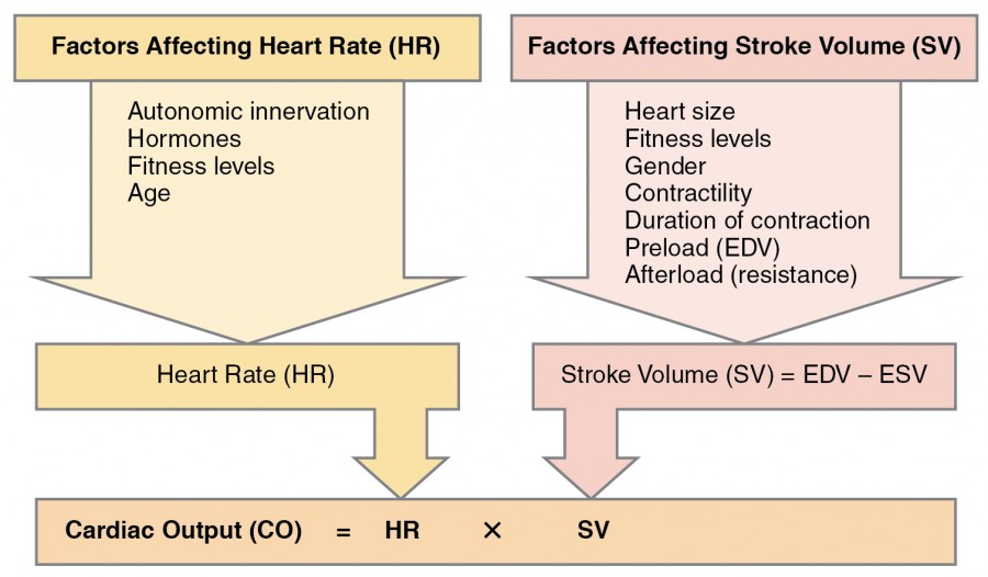 Structural and Functional Changes, Cardiac Physiology | Anatomy and Physiology I