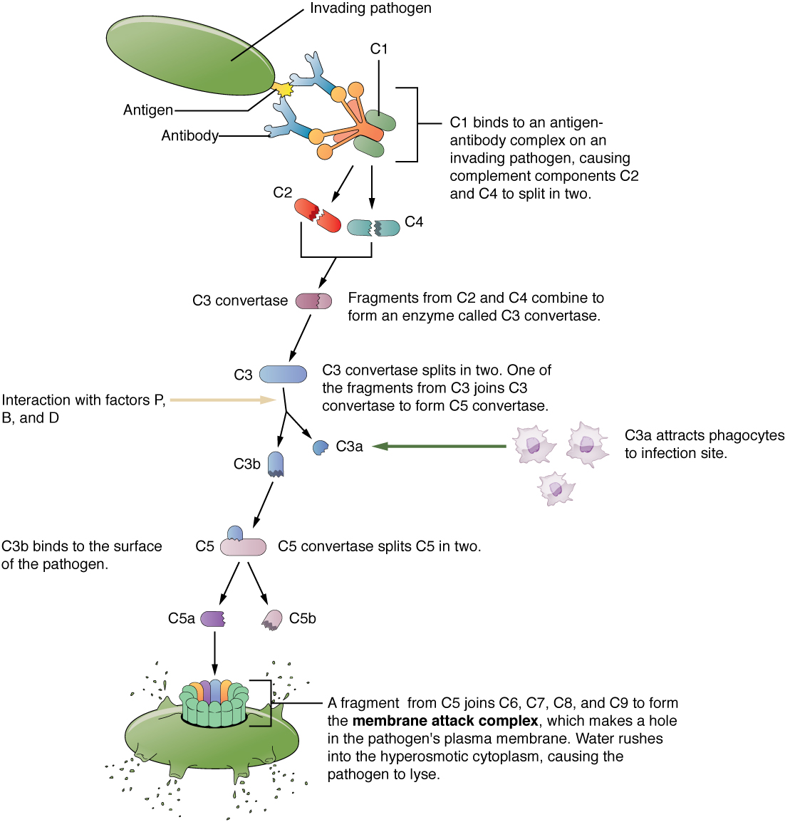 Characteristics of innate immunity, Barrier Defenses and the Innate Immune Response · Anatomy and Physiology