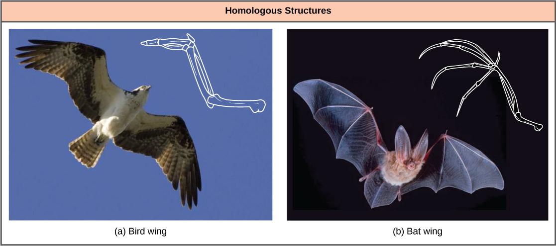 Comparative Anatomy and Homologous Structures, Homologous and Analogous Traits | Biology for Majors II