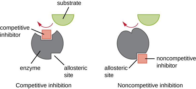 Competitive Inhibition, Energy, Matter, and Enzymes · Microbiology