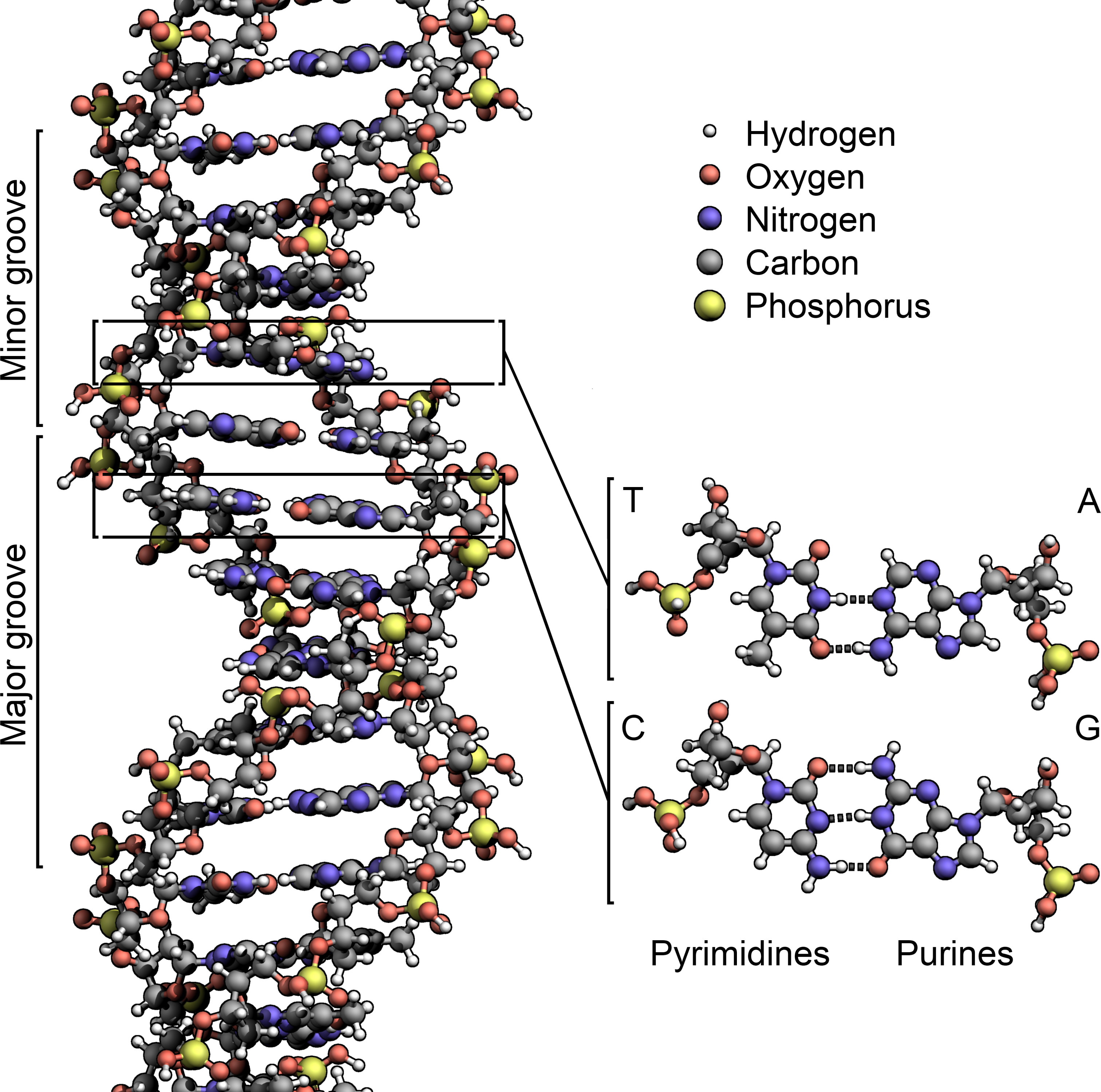 Components of DNA structure, File:DNA Structure+Key+Labelled.pn NoBB.png - Wikipedia, the free encyclopedia