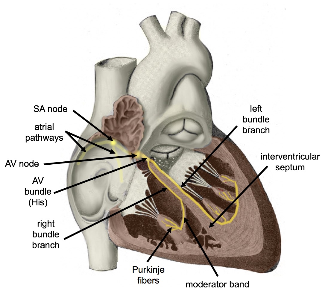 Components of cardiac conduction system, Chapter 6: THE CARDIOVASCULAR SYSTEM: THE HEART – Anatomy & Physiology