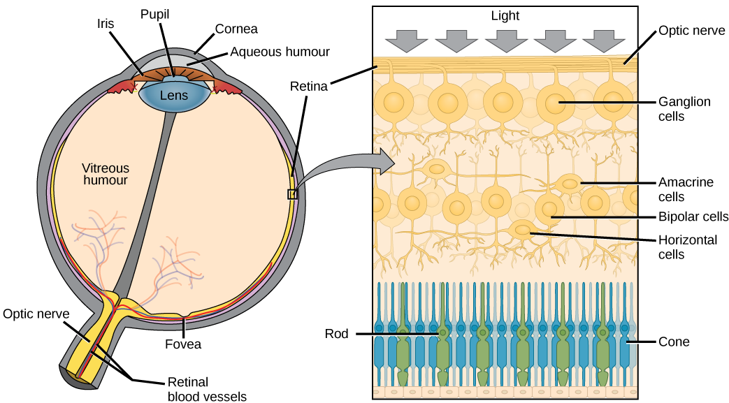Components of human visual system, Anatomy of the Eye | Biology for Majors II