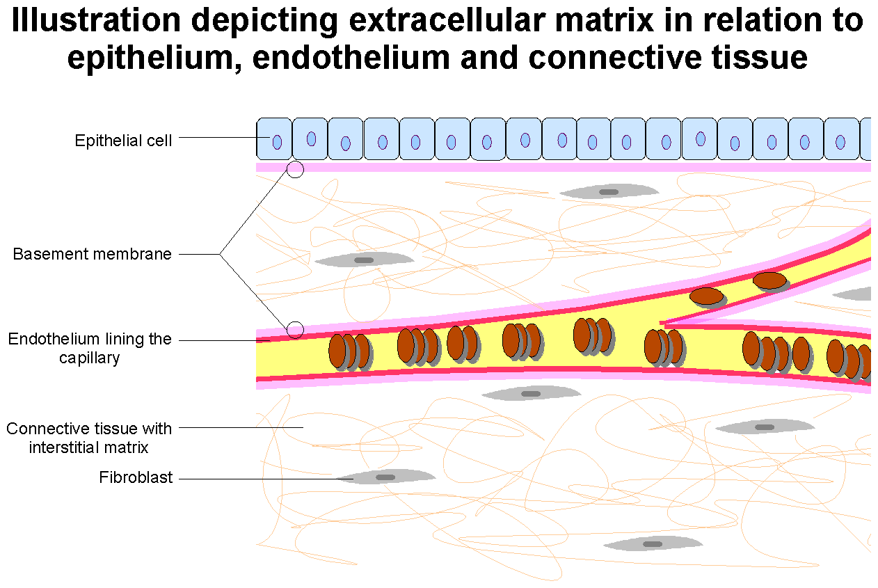 Composition and Structure, File:Extracellular Matrix.png - Wikimedia Commons