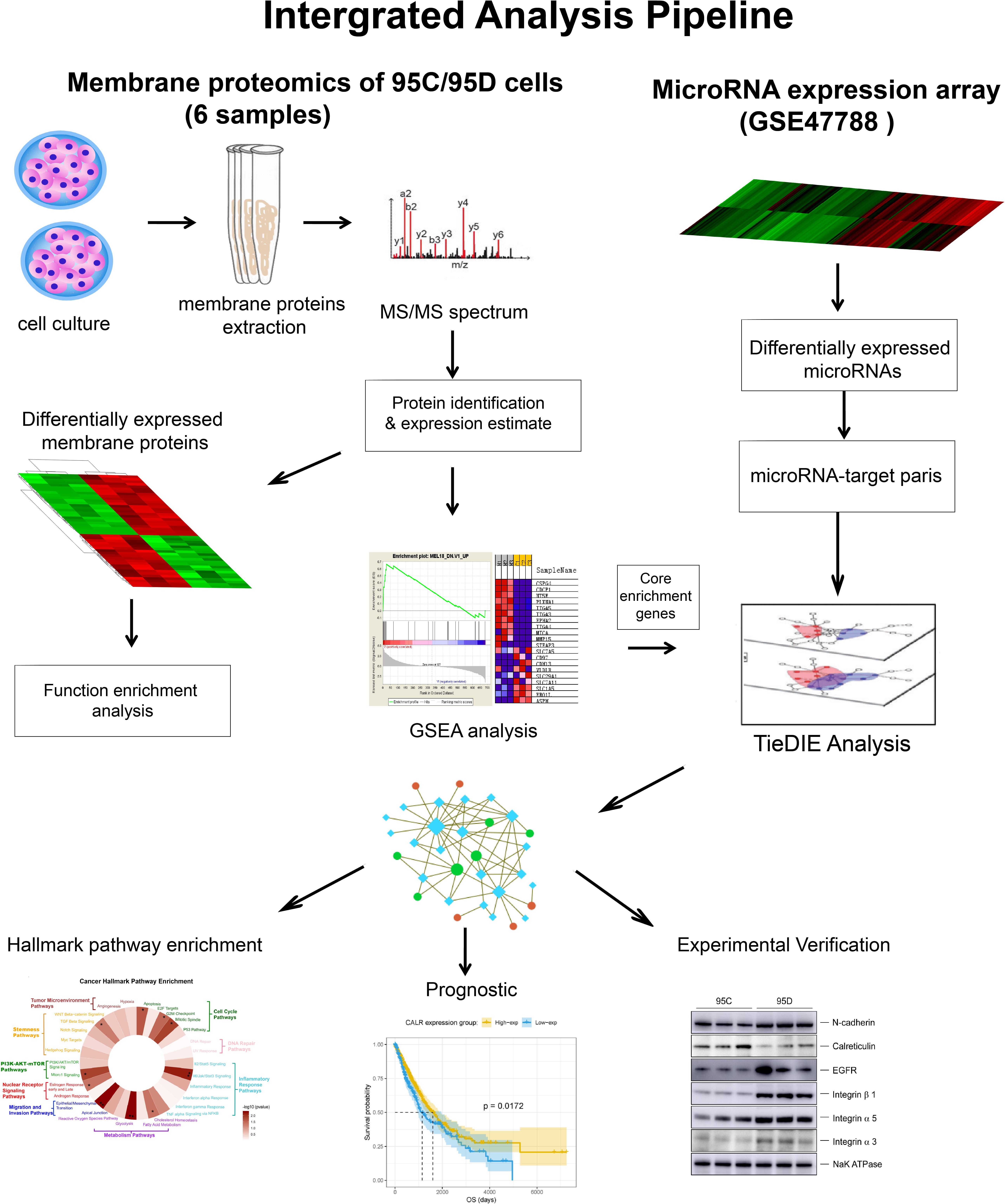 Definition of proteomics, Frontiers | Integrative Analysis of Membrane Proteome and MicroRNA Reveals Novel Lung Cancer ...