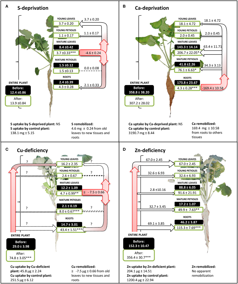 Definition of senescence, Frontiers | Leaf mineral nutrient remobilization during leaf senescence and modulation by ...