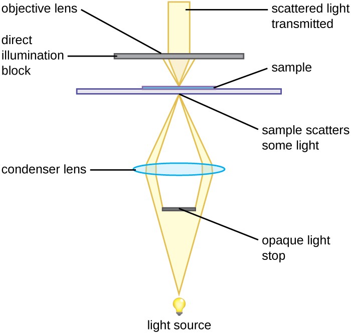 Diffraction limit of light, Instruments of Microscopy | Microbiology