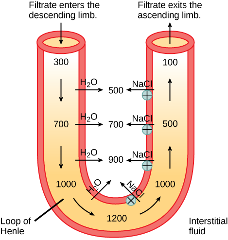 Loop, thiazide, potassium-sparing, and osmotic diuretics, The Kidneys and Osmoregulatory Organs · Biology