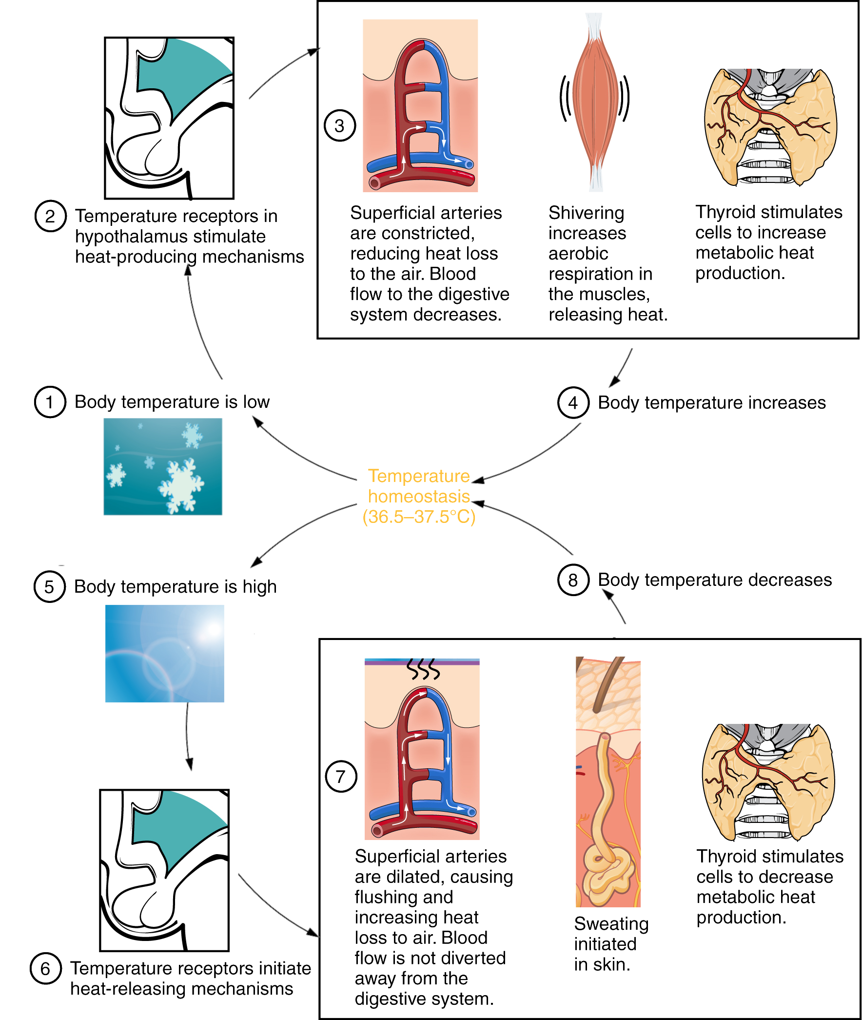 Enhanced Sweating Mechanisms, Body Temperature Homeostasis: Cold Pressor Test – A Mixed Course-Based Research Approach to ...