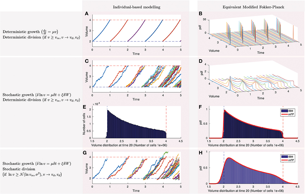 Equivalent probability measures, Frontiers | Stochastic Individual-Based Modeling of Bacterial Growth and Division Using Flow ...