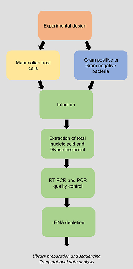 Essential elements of experimental design, Frontiers | A Laboratory Methodology for Dual RNA-Sequencing of Bacteria and their Host Cells In ...
