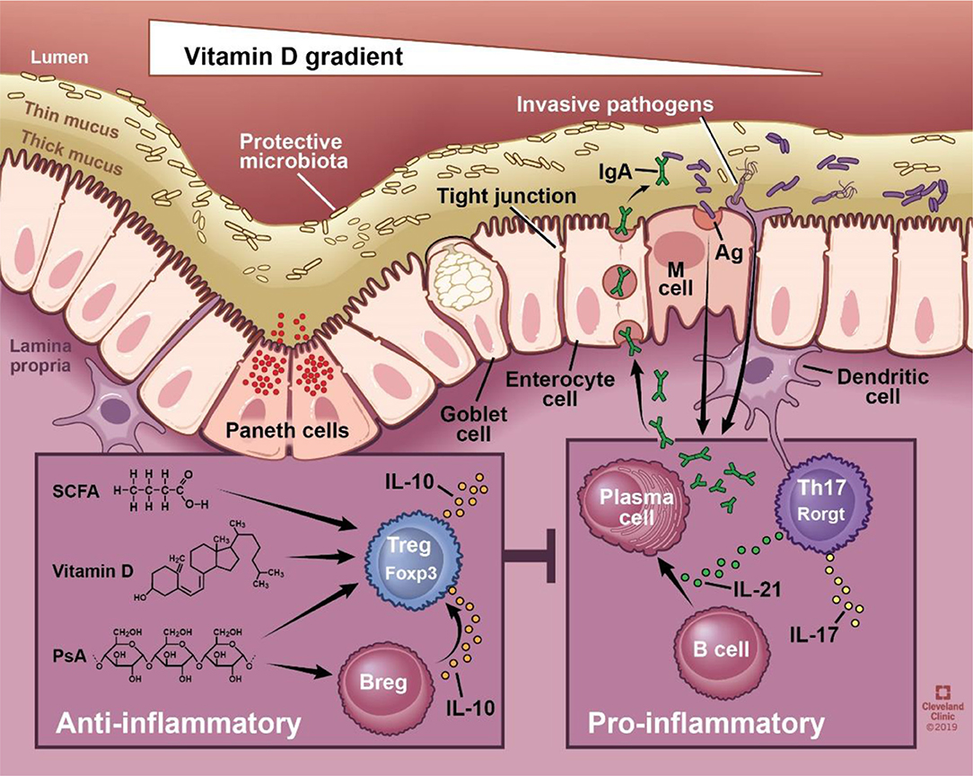 Essential Nutrients and Their Roles, Frontiers | Relationships Between Vitamin D, Gut Microbiome, and Systemic Autoimmunity