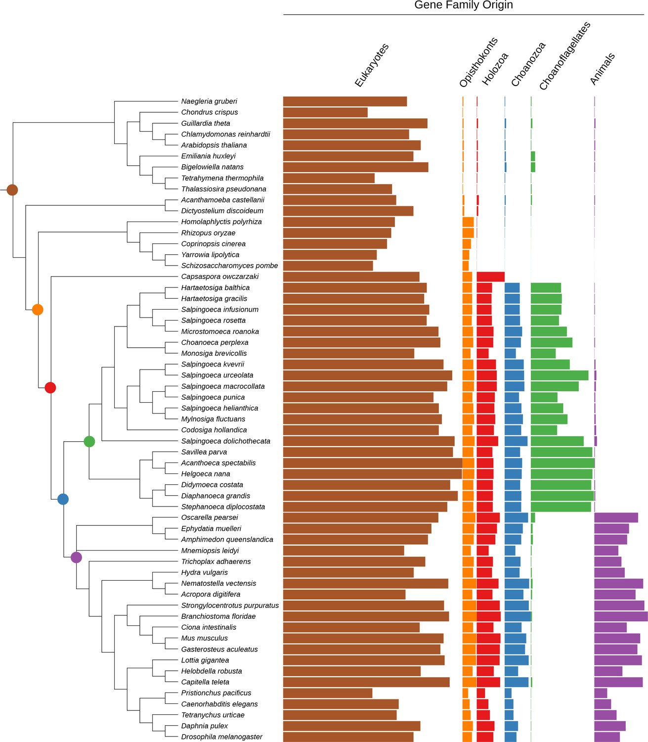 Evolutionary conservation principles, Figures and data in Gene family innovation, conservation and loss on the animal stem lineage | eLife