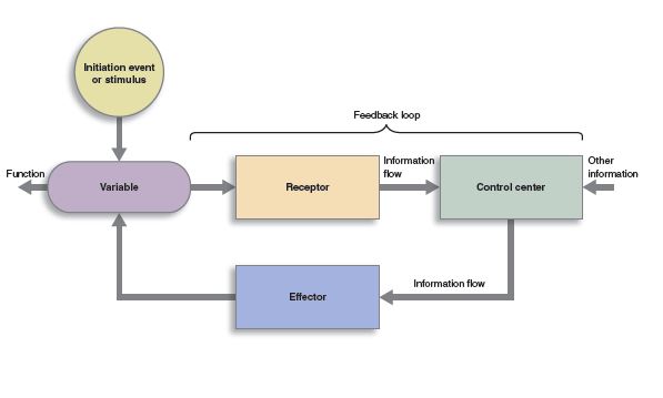 Fundamental Concepts, Homeostasis and Feedback Loops | Anatomy and Physiology I