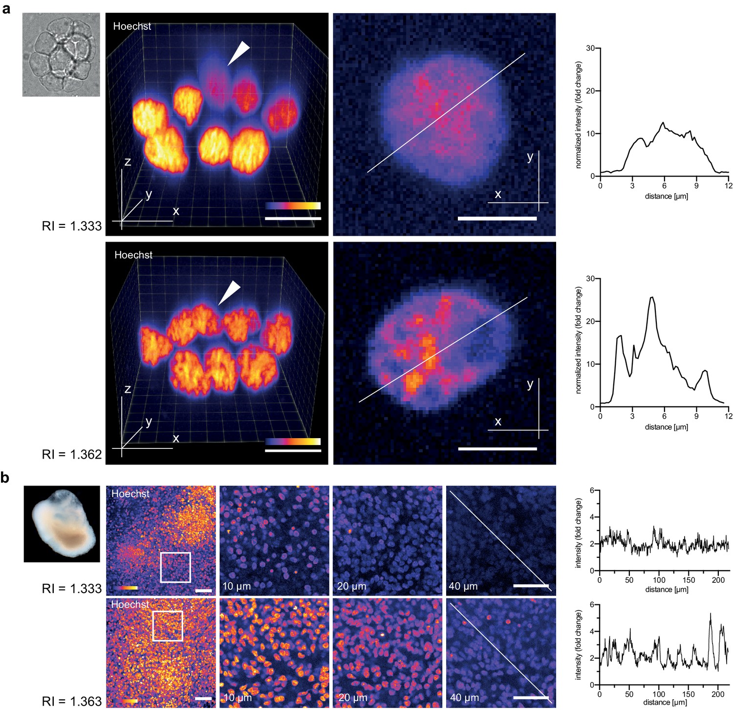 Fundamental Optical Parameters, A tunable refractive index matching medium for live imaging cells, tissues and model organisms ...