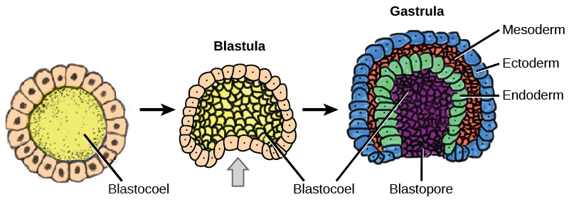 Gastrulation and Germ Layer Formation, Development and Organogenesis · Concepts of Biology