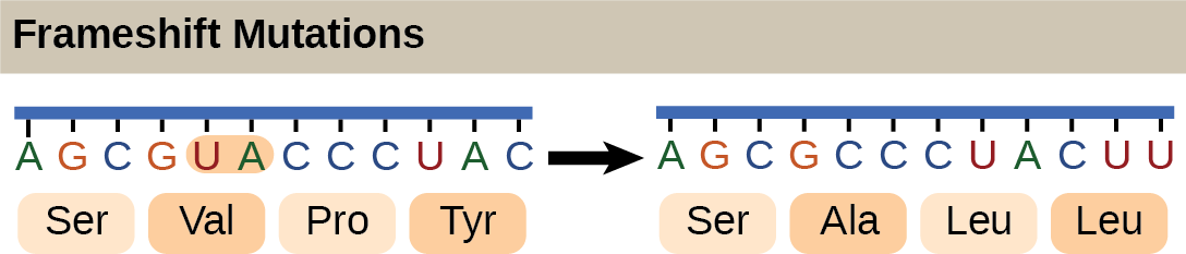 Gene Mutations and Protein Dysfunction, The Genetic Code | OpenStax Biology 2e