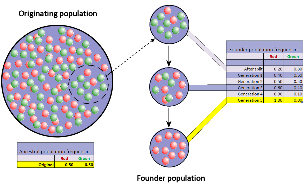 Genetic risks in small populations, File:Founder effect with drift.jpg - Wikipedia