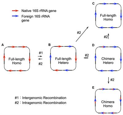 Genetic variation sources, Frontiers | Phylogenetic Network Analysis Revealed the Occurrence of Horizontal Gene Transfer of ...