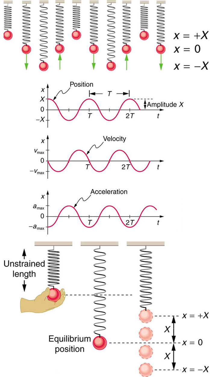 Hooke's Law and Spring-Mass System Dynamics, Simple Harmonic Motion: A Special Periodic Motion | Physics