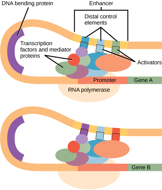Structure and Function of Hox Genes, Eukaryotic Transcription Gene Regulation · Biology