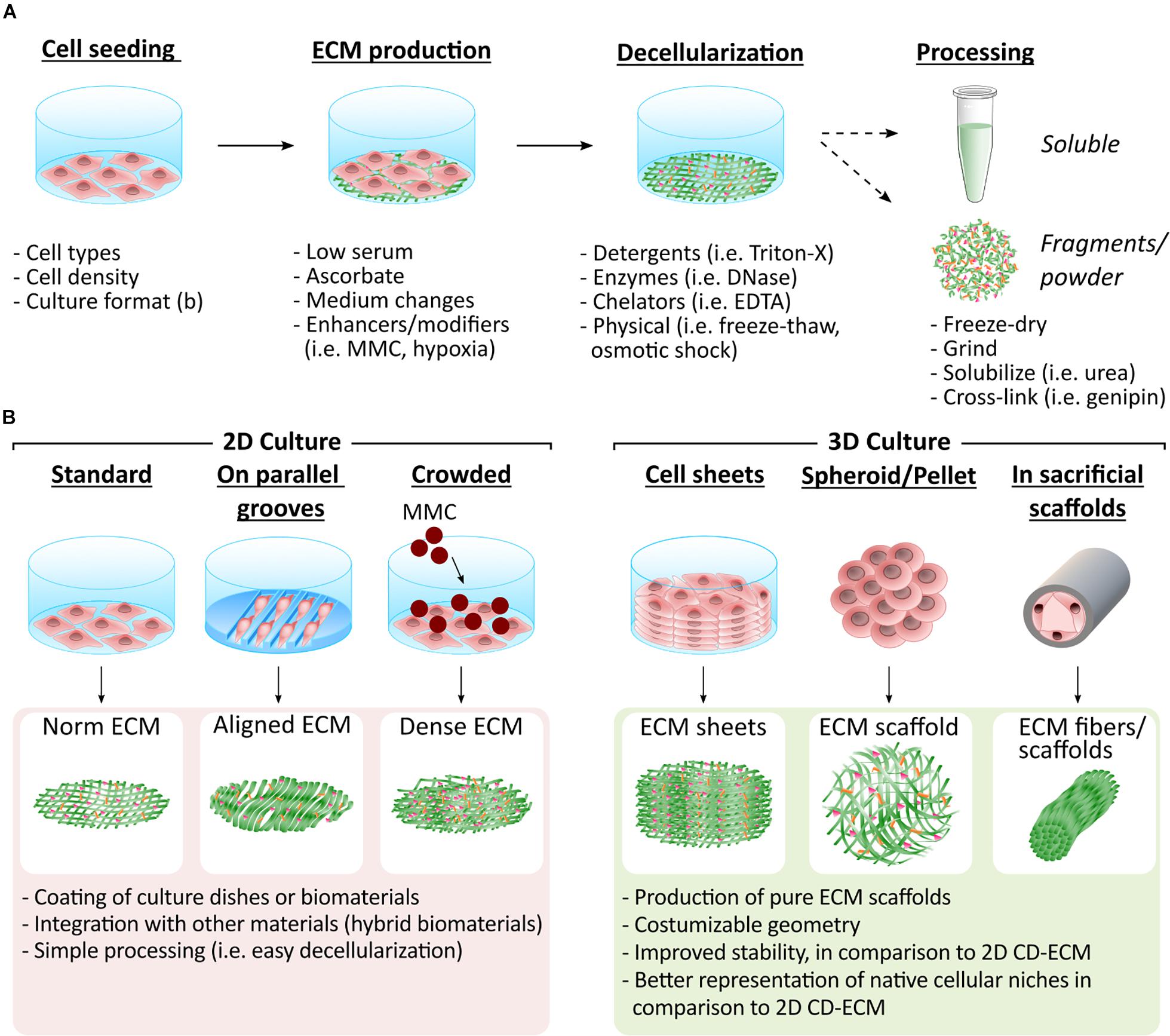 Importance of mechanical stimulation, Frontiers | Cell-Derived Extracellular Matrix for Tissue Engineering and Regenerative Medicine
