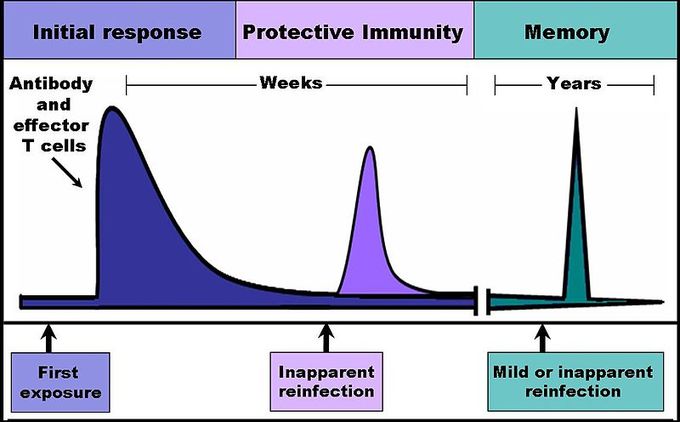 Innate vs adaptive immunity, 11.1C: Overview of the Immune System - Biology LibreTexts
