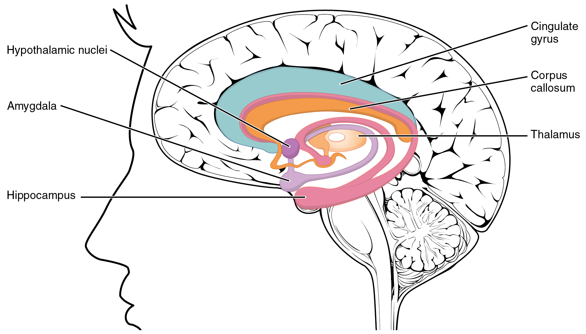 Key Midbrain and Forebrain Structures, Central Control · Anatomy and Physiology