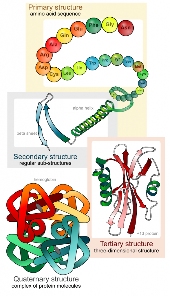 Levels of protein structure, Proteins – MHCC Biology 112: Biology for Health Professions
