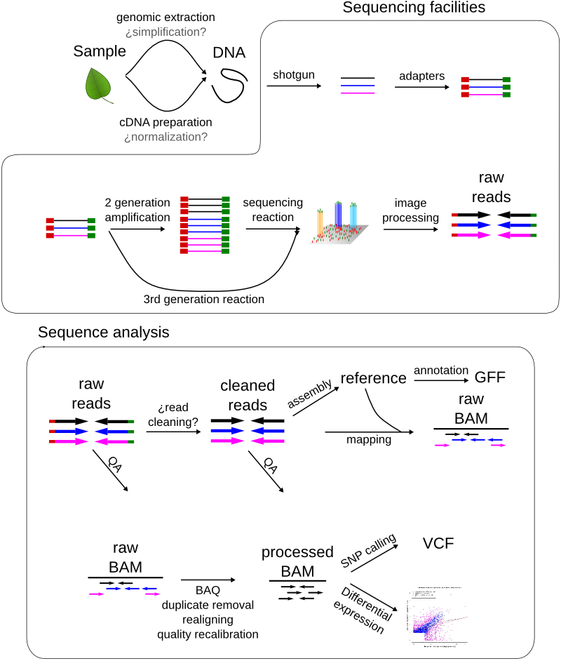 Linear gap penalties, NGS sequence analysis — Bioinformatics at COMAV 0.1 documentation