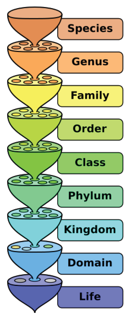 Hierarchical Structure and Categories, Classification: Form and Function ‹ OpenCurriculum