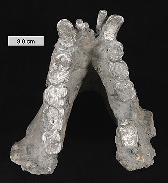 Major Miocene hominoid fossils, Gigantopithecus - Wikipedia