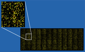 Principles of Microarray Technology, DNA microarray - wikidoc