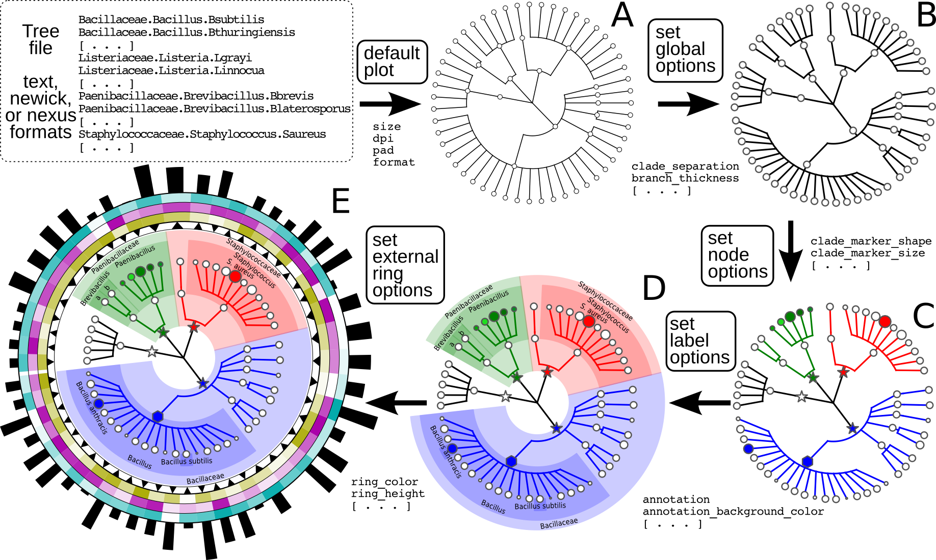 Concept of molecular clock, Compact graphical representation of phylogenetic data and metadata with GraPhlAn [PeerJ]
