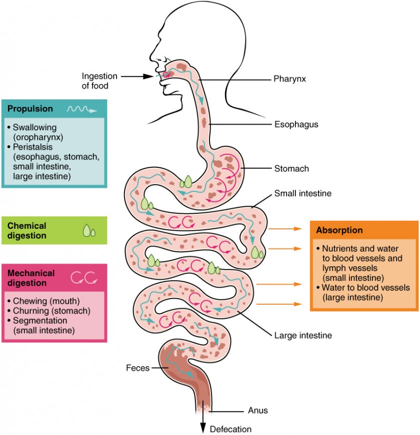 Monogastric and Ruminant Digestion, Digestive System : Introduction | BIO103: Human Biology