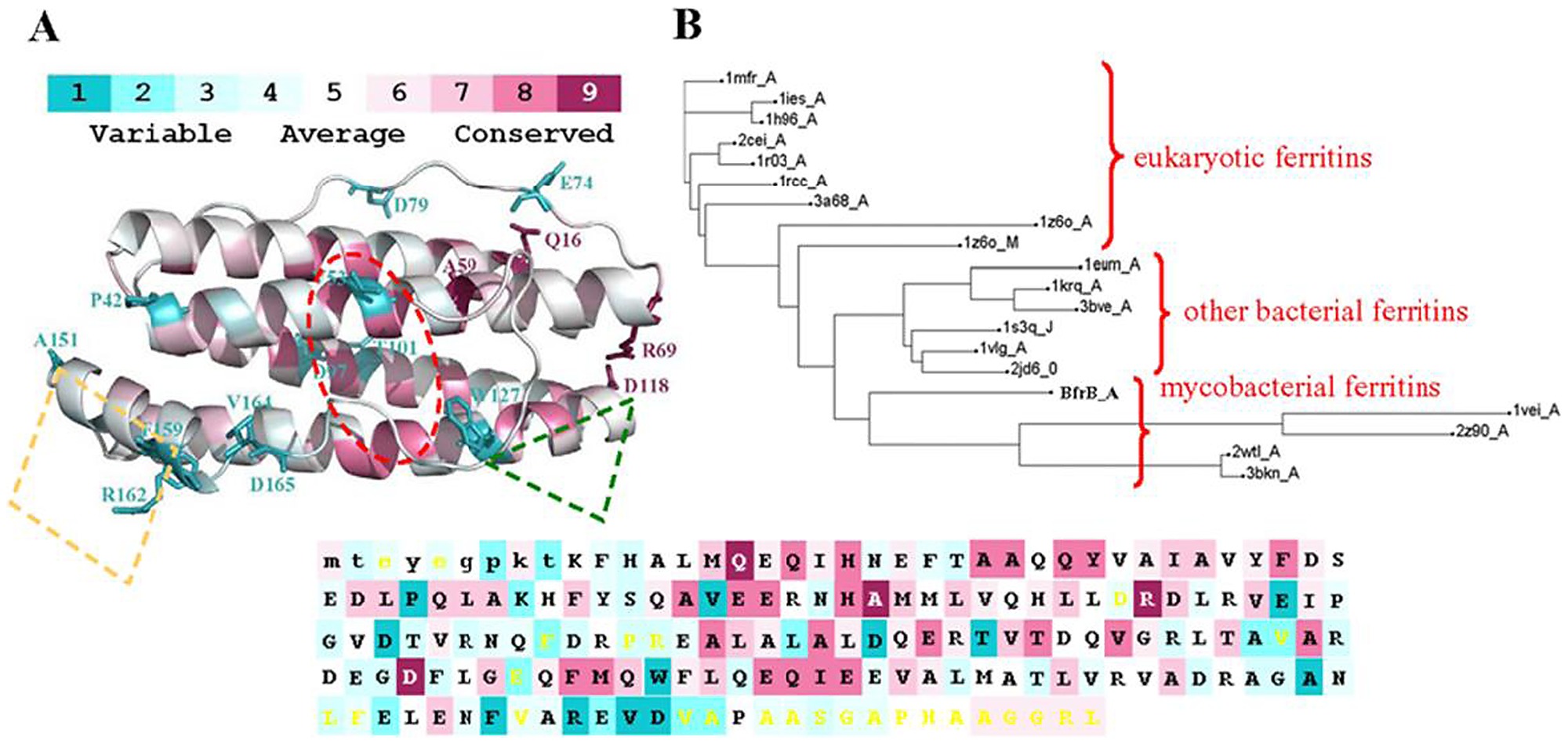Definition and purpose, bioinformatics - How to do multiple sequence alignment? - Biology Stack Exchange