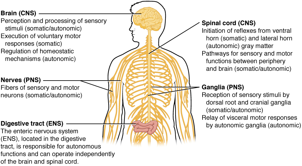 Structure and function of nervous system, 12.1 Basic Structure and Function of the Nervous System – Douglas College Human Anatomy and ...
