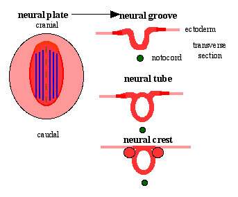 Process of neural induction, Neural tube - Wikipedia
