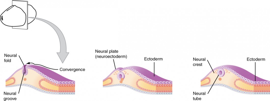 Neural Plate Formation and Folding, Anatomy of the Nervous System | Anatomy and Physiology I