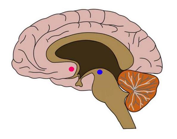 Neural Structures and Pathways, Know Your Brain: Reward System — Neuroscientifically Challenged